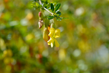 Chinese Pea Shrub branch with flowers