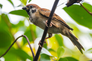 The Eurasian tree sparrow (Passer montanus) is a passerine bird in the sparrow family with a rich chestnut crown and nape and a black patch on each pure white cheek