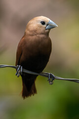 The white-headed munia (Lonchura maja) is a species of estrildid finch found in Teladan, Malaysia, Singapore, Thailand and Vietnam