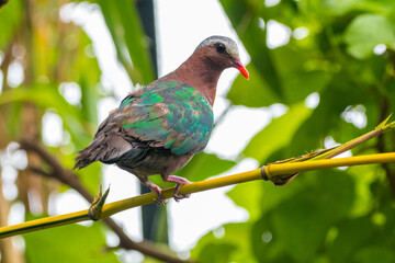 The emerald dove or common emerald dove (Chalcophaps indica), also called Asian emerald dove and grey-capped emerald dove