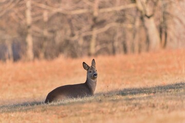 A cute roe deer resting on the meadow. Wildlife scene in spring. Capreolus capreolus