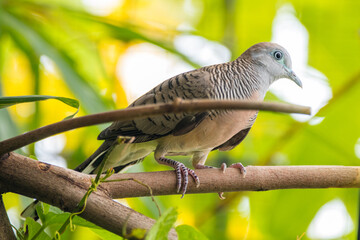 The zebra dove (Geopelia striata), also known as the barred ground dove, or barred dove, is a species of bird of the dove family, Columbidae