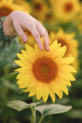 Picture of female's hand touching sunflower in the field. Tender photo. Close up photo