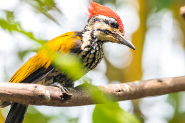 The common flameback or common goldenback (Dinopium javanense) is a species of bird in the family Picidae