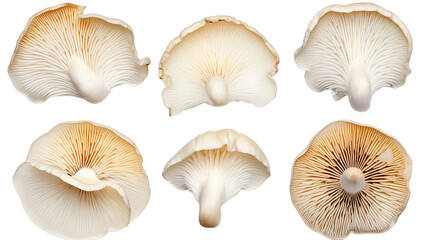 Oyster Mushrooms Isolated on Transparent Background for Culinary Creations - obrazy, fototapety, plakaty