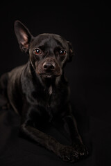 black dog studio photo on black background