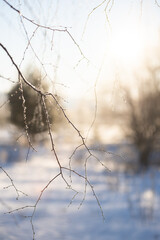 Winter dawn through the branches - 752334276