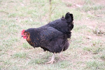 Poule de Bankiva