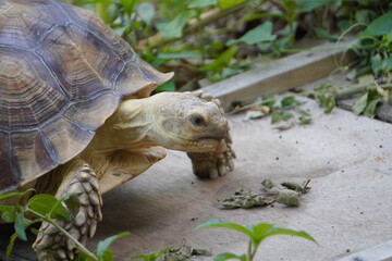 Sulcata tortoise walks around looking for something to eat.