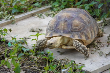 Sulcata tortoise walks around looking for something to eat.