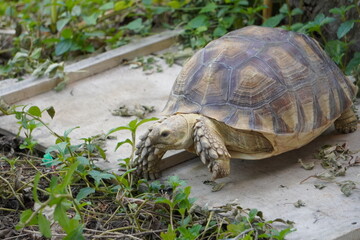 Sulcata tortoise walks around looking for something to eat.