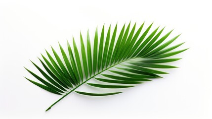 Obraz premium Palm tree with tropical leaves on a white background with a place to copy text, an even layer of green tropical leaves. The concept of recreation, tourism, and sea travel.