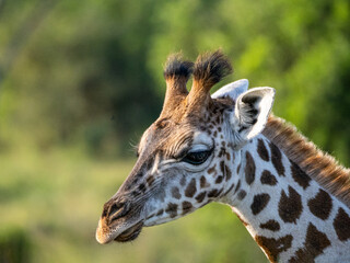 The face of a baby giraffe (Giraffa camelopardalis rothschildi) in Mburo National Park in Uganda.
