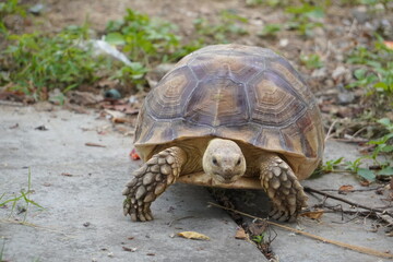 Sulcata tortoise walks around looking for something to eat.