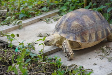 Sulcata tortoise walks around looking for something to eat.