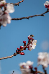 blossom in spring