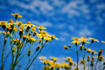 Yellow Flowers on Blue Sky - Wildblumen - Wiese - Beautiful - colorful - summer - spring - Wildflowers - Background