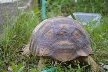 Sulcata tortoise walks around looking for something to eat.