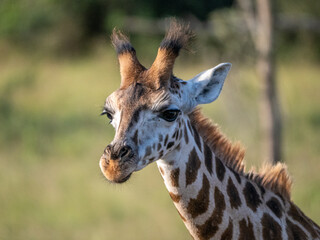 The face of a baby giraffe (Giraffa camelopardalis rothschildi) in Mburo National Park in Uganda.