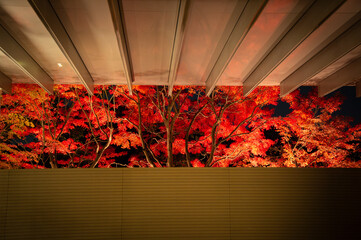 京都の夜の紅葉と額縁構図