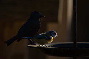 Aufnahme einer Blaumeise im letzten Licht des Tages.
