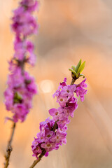 Aufnahme von Seidelbast im Gegenlicht.