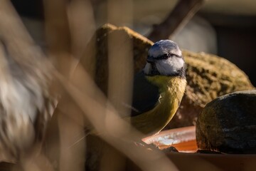 Aufnahme einer Blaumeise im letzten Licht des Tages.