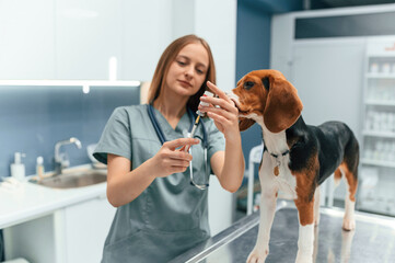 Fills the syringe with medicine. Woman veterinarian is with dog in the clinic