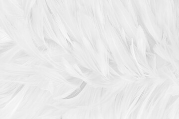 Beautiful white grey bird feathers pattern texture background.