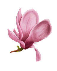 pink magnolia flower isolated on white background png