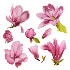 Naklejka premium Watercolor magnolia pink flowers set 