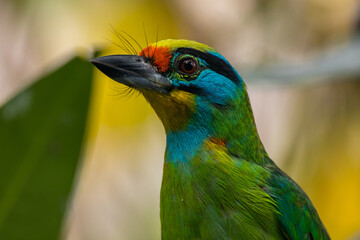 The red-throated barbet (Psilopogon mystacophanos) is a species of bird in the family Megalaimidae. It is found in Brunei, Indonesia, Malaysia