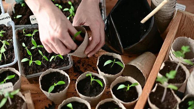 Farmer transplants tomato and pepper seedlings into peat cups. Preparing plants for growing in open ground. Home gardening concept