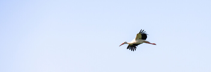 Stork in the sky