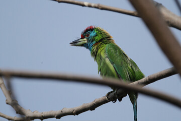  Asian Barbet (Megalaima asiatica) is lowland bird of Nepal.