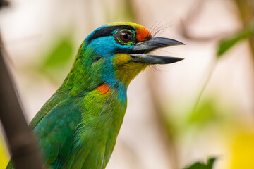 The red-throated barbet (Psilopogon mystacophanos) is a species of bird in the family Megalaimidae. It is found in Brunei, Indonesia, Malaysia
