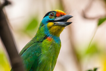 The red-throated barbet (Psilopogon mystacophanos) is a species of bird in the family Megalaimidae. It is found in Brunei, Indonesia, Malaysia