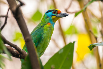 The red-throated barbet (Psilopogon mystacophanos) is a species of bird in the family Megalaimidae. It is found in Brunei, Indonesia, Malaysia