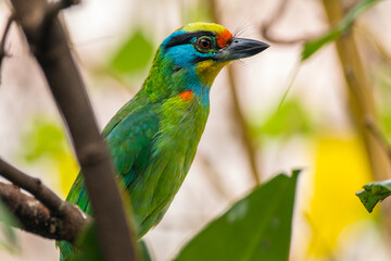 The red-throated barbet (Psilopogon mystacophanos) is a species of bird in the family Megalaimidae. It is found in Brunei, Indonesia, Malaysia