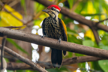 The common flameback or common goldenback (Dinopium javanense) is a species of bird in the family Picidae