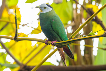The black-naped fruit dove (Ptilinopus melanospilus), also known as the black-headed fruit dove