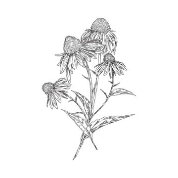 Composition of echinacea flower pencil illustrations on white background.