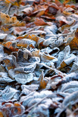 Frosted Autumn Garden Leaves in Wiltshire, England, UK