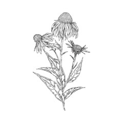Echinacea flower sketch in vintage style for health and beauty.