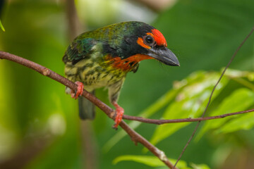 The coppersmith barbet (Psilopogon haemacephalus), also called crimson-breasted barbet and coppersmith