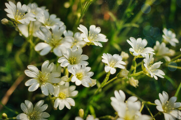 White Flowers in the Garden - Wildblumen - Wiese - Beautiful - colorful - summer - spring - Wildflowers - Background