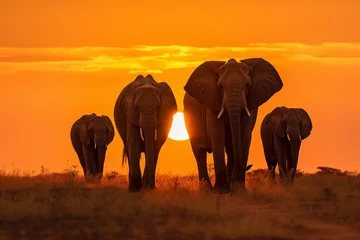 Foto op Aluminium elephants on sunset © Farri
