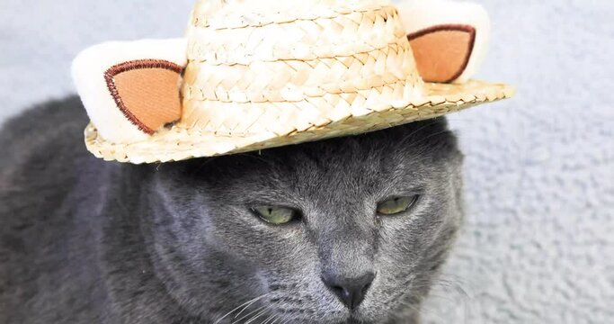 serious gray Burmese cat in a straw hat on a light background