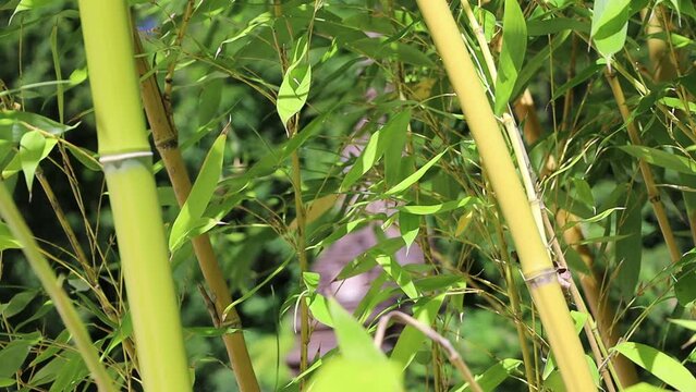 dense bamboo forest , zen ambiance 