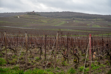 Winter time on Champagne grand cru vineyards near Verzenay and Mailly, rows of old grape vines without leave, green grass, wine making in France